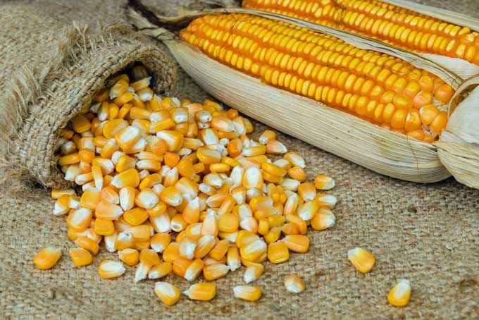 Grow maize seeds